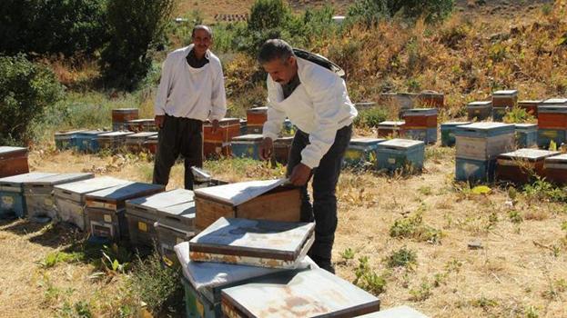 Kato Dağları'nda altın hasat başladı: 15 yıllık emek karşılığını verdi, bu yıl verim geçen seneye göre çok daha yüksek olacak