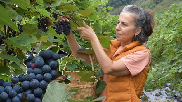 Atıl fındık bahçesini yüzde 60 devlet desteğiyle üzüm bağına dönüştürdü: İlk yıldan bir ton verim aldı
