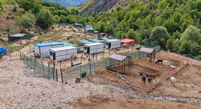 ki TIR dolusu at terk edilmişti! 5 yıl sonra ortaya çıkan manzara