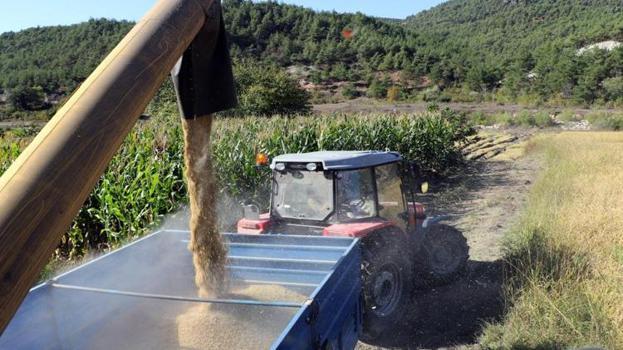 Hasat başladı ama üretici bekliyor! Dönüm başına 100 kilo düşüş yaşandı