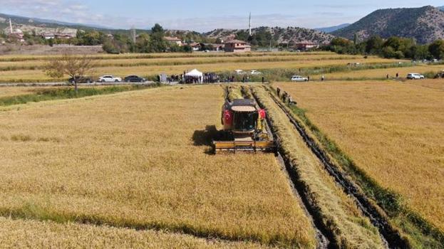 Ilgaz’ın kar sularıyla yetişiyor! Türkiye’nin dört bir yanına gönderiliyor: Kilosu 250 TL’den satılıyor