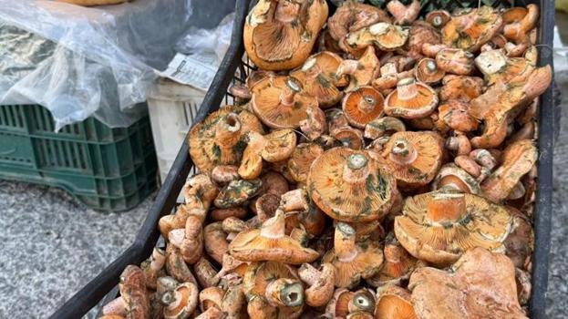 Yağmurların ardından ortaya çıktı! Kilogramı 500 TL’den kapış kapış satılıyor