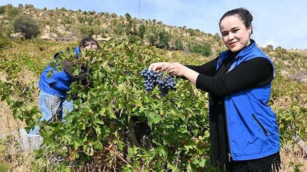 Yaşlı çiftin üzümleri tarlada kalmasın diye seferber oldular!