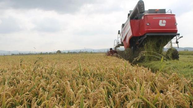 Üretici bayram ediyor! Balıkesir'de hasat başladı: Dekar başına 900 kilo verim elde ediliyor