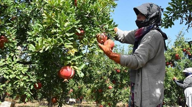 Antalya ve Mersin'i solladı! Serveti duyan gizlice gidiyor, Avrupa sırada: Başka yerde yok