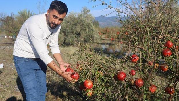 Üreticiler daha önce böylesini görmedi! Hasada günler kala felaket geldi: Tonlarca ürün yerle bir oldu