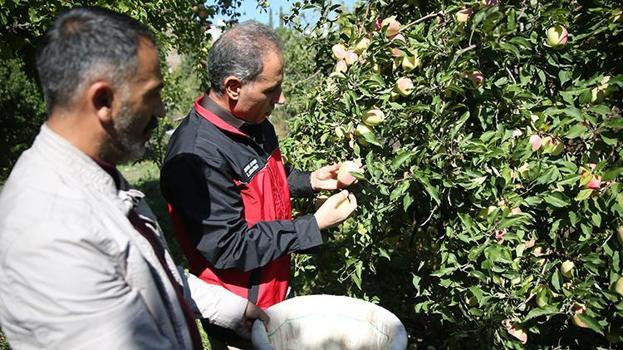 6 aya kadar raf ömrü var! Türkiye'de sadece Kağızman'da yetişiyor: 5 bin tonluk rekolte bekleniyor