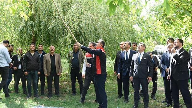 İnce kabuklu tescilli lezzet çiftçinin yüzünü güldürüyor: Yıllık 7 bin 900 ton üretimle rekor kırdı