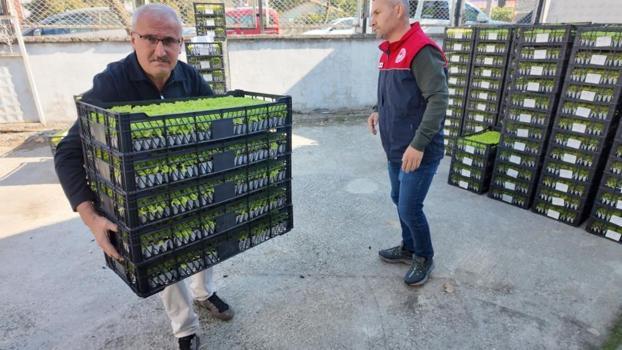 Düzce’de çiftçiye dev destek: 139 üreticiye 207 bin fide ve tonlarca tohum ücretsiz dağıtıldı!