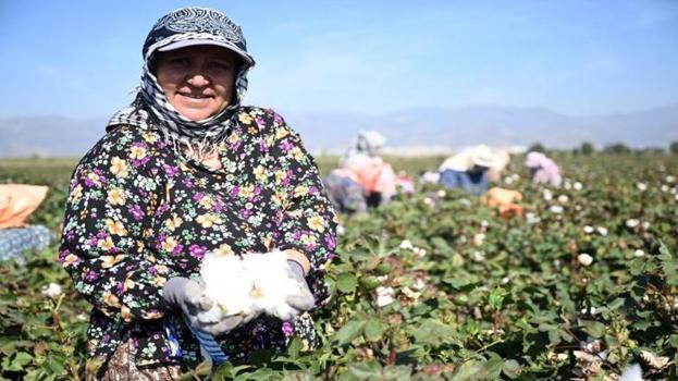 Tarlalarda hasat başladı! Yeni yerli çeşitler için kritik süreç