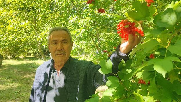Geçen yıl hiç yoktu, bu yıl bol geldi: Yozgat’ın şifa deposu gilaburusu tezgahta!