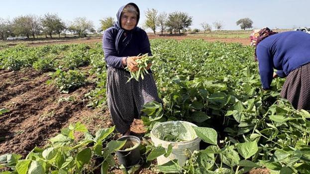 Torununu askere göndermek için ilk kez ekti: Rekor verim aldılar, kilosu 80 TL'yi buldu!