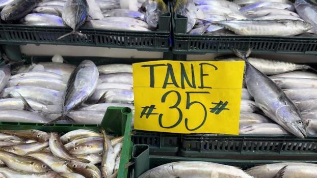 Karadeniz'de trajikomik palamut çelişkisi: 1 balık 33 TL, taşındığı boş köpük kasa 100 TL!