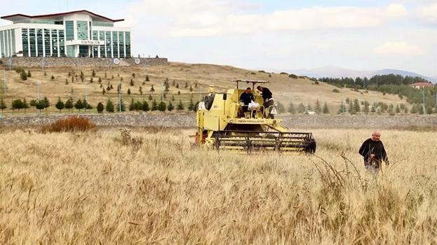 Bin yıllık gen mirası topraktan çıktı: Ardahan’da Kavılca hasadında son durum ne?