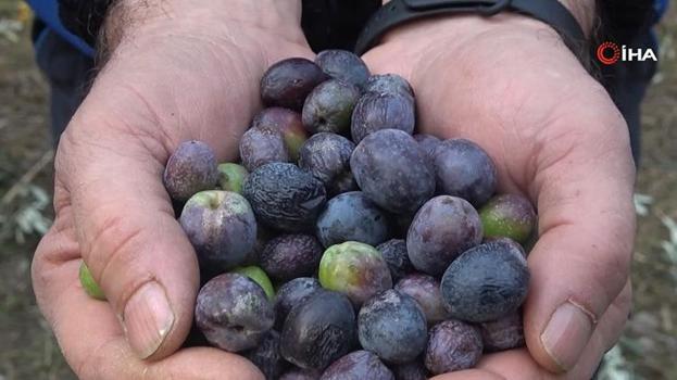 Rekolte yüzde 55 fırladı, zeytin fiyatları belli oldu: Artvin'in tescilli lezzetinde hasat başladı