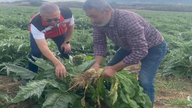 Aydın’da enginar hasadı için geri sayım! İlk hasat tarihi belli oldu