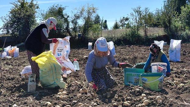 Tokat'ın coğrafi işaretli 'başçiftlik beyazı' tarlalardan çıktı! Dönüm başına 1,5 ton veriyor