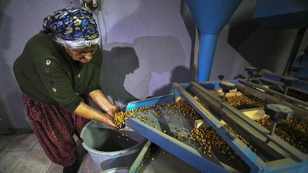 Anne mirasını 81 ile ulaştırıyorlar! Sac üzerinde başladı, yıllık 100 ton kapasiteye ulaştı! 9 çocuğu için mücadele etti, tescilli Ağın leblebisini Türkiye’ye tanıtıyor
