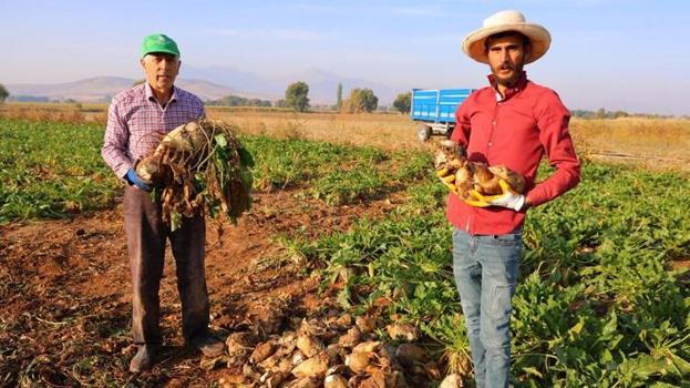 Nisan ayında ektiler, dönüm başına 10 ton verim aldılar! Kahramanmaraş’ta üreticinin yüzü gülüyor