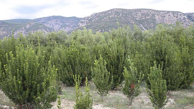 Atıl araziye eken servet kazandı! 3 yılda bir hasat ediliyor, Muğlalı üreticinin yeni gelir kapısı oldu