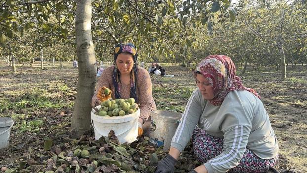 Osmaniye'nin 'kırmızı altın'ında fiyatlar belli oldu: 4 bin ağaçlık bahçelerde hasat başladı!