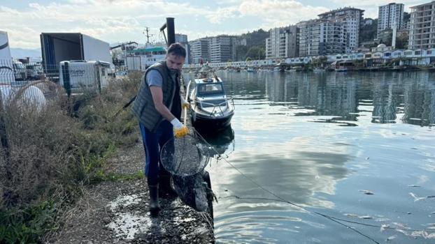 Rize'de kıyıya vuran ölü palamutlar temizlendi: Kirazlık Limanı'nı saran ağır kokuya son verildi!