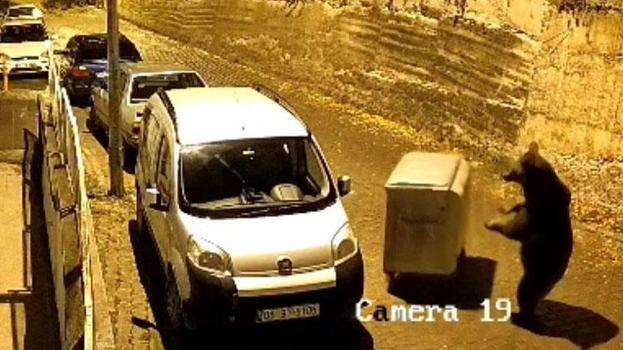 Ayının çöp konteyneri ile oyun oynadığı anlar güvenlik kamerasına yansıdı