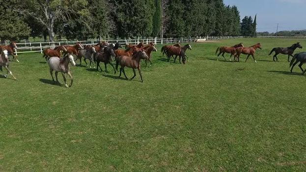 7 ASIRDIR AYNI YERDE YETİŞTİRİLİYOR! Bursa'dan çıktı, 12 milyon liraya satıldı