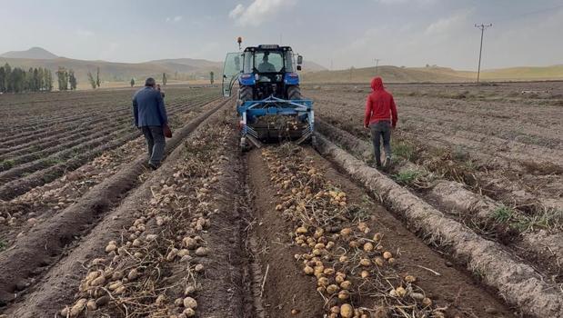 Doğu'nun topraklarında yetişiyor, cips fabrikalarına gidiyor