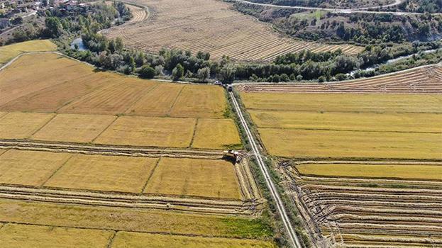 Osmanlı Padişahlarının sofrasından günümüze: Tescilli Tosya pirincinde hasat zamanı!