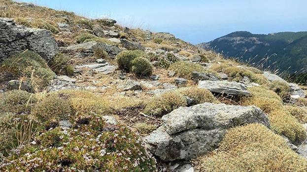 Kaz Dağları’nda heyecanlandıran keşif: Sarıkız Tepesi’nde yeni bir böcek türü bulundu!
