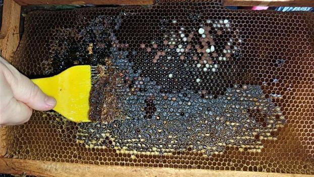600 bin kovan, 17 bin ton bal: Ordu üretimde liderliğini sürdürdü