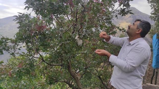 Ormandan bedava topluyorlar! Köylülerin yeni geçim kapısı oldu: Torbasını kapan oraya koştu