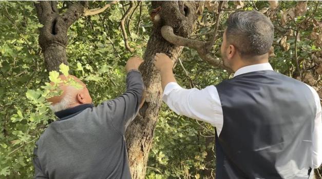 "Burada yetişmez" demişlerdi, bakımsız kalmasına rağmen dalları yıkılıyor: Gençlere ekmek kapısı olacak!