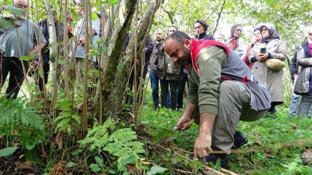 Giresun’da fındık üreticilerine önemli eğitim: Yanlış budama verimi düşürüyor