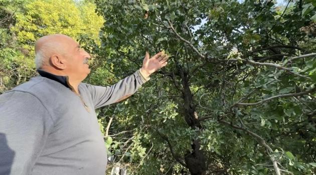 50 yıl önce getirip memleketine dikti! Şimdi göçün önüne geçecek gelir kapısı oldu