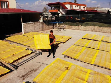 Kahramanmaraş'ta sezon sona erdi! Üretim yüksek, fiyatı 250 lira