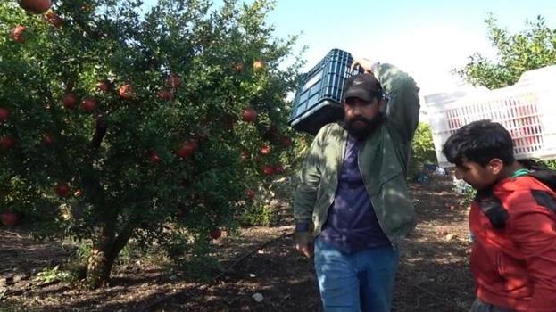 Hasat öncesi 40 liraydı, şimdi 20 liraya düştü! 28 bin ağaçlı bahçede üreticiye büyük şok