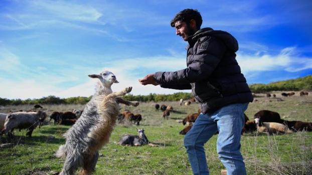 3 aile, 3 sürü, 1000 hayvan: Bingöl’den Ergani’ye uzun yürüyüş başladı