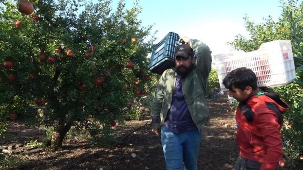 Türkiye'nin tarım merkezinde hasat başladı! Fiyatı 40 liradan 20 liraya düştü