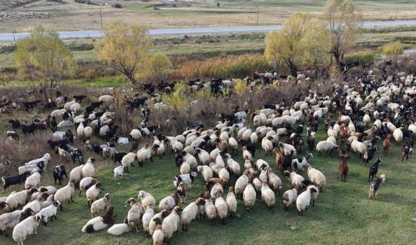 Van ve Bitlis Yaylalarında soğuklar başladı: Binlerce hayvanla dönüş başladı, aralık sonunda bitecek