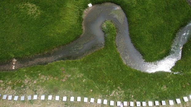 Mersin'den çıktı, dünya birincisi oldu! 300 yıllık sır bütün ülkeleri solladı