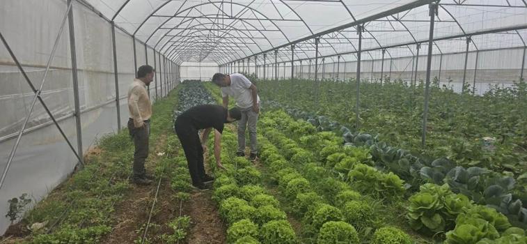Şırnak'ta örtü altı üretime devlet desteği! Çiftçinin yüzü gülüyor, yüksek verim ve hibe takibi başladı!