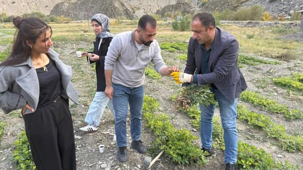 Zap Vadisi’nde tarihi tarım deneyi: Hakkâri'de ilk kez yer fıstığı yetişti