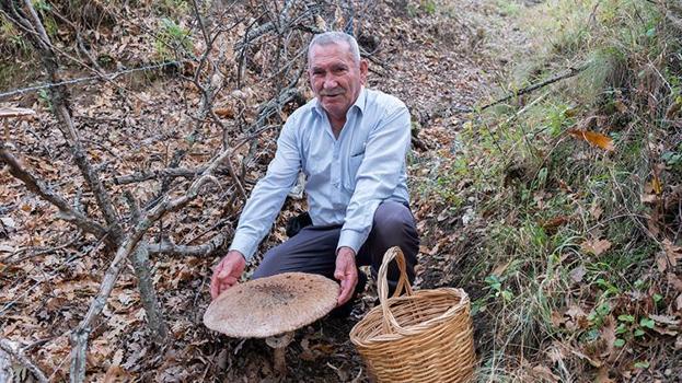 Çayır mantarı toplamaya çıktı, gözlerine inanamadı! '40 yıllık mantarcıyım, ilk kez böyle bir şey görüyorum'