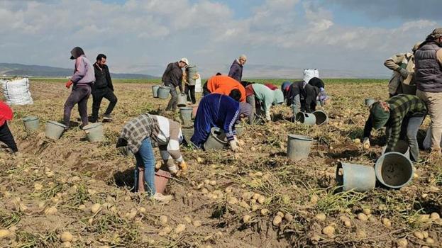 Bitlis'te hasat aralık ayına kadar sürecek! Mevsimlik işçilerin zorlu mesaisi başladı