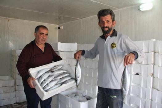 Palamut bolluğu tehlikenin önünü açtı! Hamsi ve istavrit için risk oluşturuyor