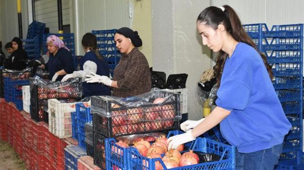 Antalya, Isparta ve Burdur'un 9 aylık yaş meyve ihracatı yüzde 53,5 arttı