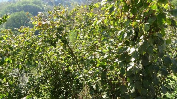 Gürcistan'dan gelip Trabzon'u esir aldı! Köylüler kara kara düşünüyor, hepsini yok ediyor