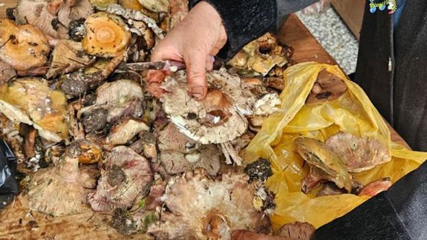 Yağmurlarının ardından Andırın dağlarında bereketli günler yaşanıyor!